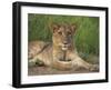 Lion (Panthera Leo), Cub, Kruger National Park, South Africa, Africa-Ann & Steve Toon-Framed Photographic Print