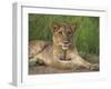 Lion (Panthera Leo), Cub, Kruger National Park, South Africa, Africa-Ann & Steve Toon-Framed Photographic Print