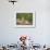 Lion (Panthera Leo), Cub, Kruger National Park, South Africa, Africa-Ann & Steve Toon-Framed Photographic Print displayed on a wall