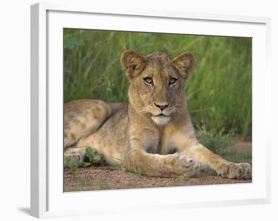 Lion (Panthera Leo), Cub, Kruger National Park, South Africa, Africa-Ann & Steve Toon-Framed Photographic Print