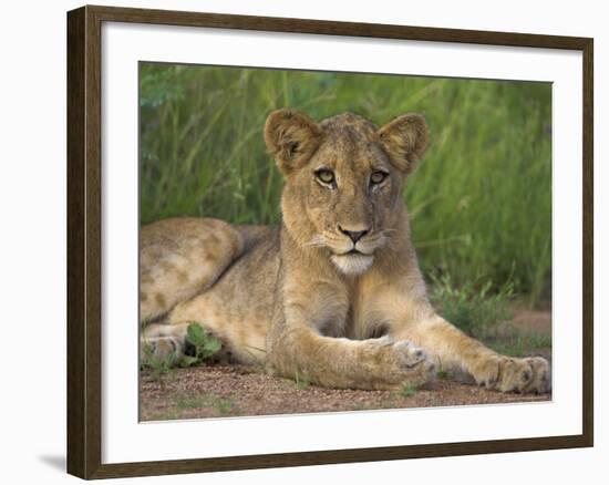 Lion (Panthera Leo), Cub, Kruger National Park, South Africa, Africa-Ann & Steve Toon-Framed Photographic Print