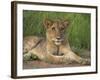 Lion (Panthera Leo), Cub, Kruger National Park, South Africa, Africa-Ann & Steve Toon-Framed Photographic Print