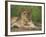 Lion (Panthera Leo), Cub, Kruger National Park, South Africa, Africa-Ann & Steve Toon-Framed Photographic Print