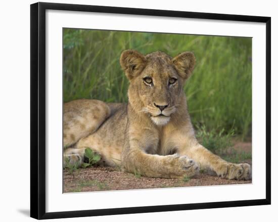 Lion (Panthera Leo), Cub, Kruger National Park, South Africa, Africa-Ann & Steve Toon-Framed Photographic Print