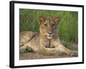 Lion (Panthera Leo), Cub, Kruger National Park, South Africa, Africa-Ann & Steve Toon-Framed Photographic Print