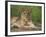 Lion (Panthera Leo), Cub, Kruger National Park, South Africa, Africa-Ann & Steve Toon-Framed Photographic Print