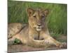 Lion (Panthera Leo), Cub, Kruger National Park, South Africa, Africa-Ann & Steve Toon-Mounted Photographic Print