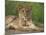 Lion (Panthera Leo), Cub, Kruger National Park, South Africa, Africa-Ann & Steve Toon-Mounted Photographic Print