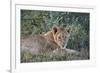Lion (Panthera Leo) Cub, Ngorongoro Crater, Tanzania, East Africa, Africa-James Hager-Framed Photographic Print