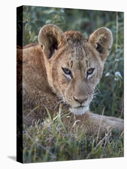 Lion (Panthera Leo) Cub, Ngorongoro Crater, Tanzania, East Africa, Africa-James Hager-Stretched Canvas