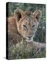 Lion (Panthera Leo) Cub, Ngorongoro Crater, Tanzania, East Africa, Africa-James Hager-Stretched Canvas