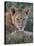 Lion (Panthera Leo) Cub, Ngorongoro Crater, Tanzania, East Africa, Africa-James Hager-Stretched Canvas