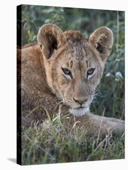 Lion (Panthera Leo) Cub, Ngorongoro Crater, Tanzania, East Africa, Africa-James Hager-Stretched Canvas