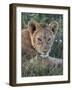 Lion (Panthera Leo) Cub, Ngorongoro Crater, Tanzania, East Africa, Africa-James Hager-Framed Photographic Print