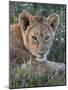 Lion (Panthera Leo) Cub, Ngorongoro Crater, Tanzania, East Africa, Africa-James Hager-Mounted Photographic Print