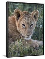 Lion (Panthera Leo) Cub, Ngorongoro Crater, Tanzania, East Africa, Africa-James Hager-Framed Photographic Print