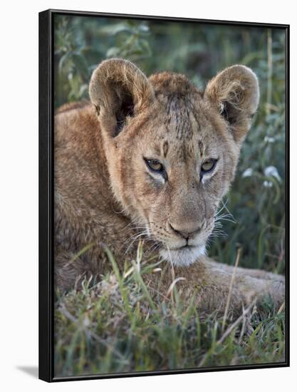 Lion (Panthera Leo) Cub, Ngorongoro Crater, Tanzania, East Africa, Africa-James Hager-Framed Photographic Print