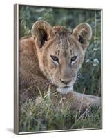 Lion (Panthera Leo) Cub, Ngorongoro Crater, Tanzania, East Africa, Africa-James Hager-Framed Photographic Print