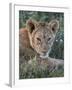 Lion (Panthera Leo) Cub, Ngorongoro Crater, Tanzania, East Africa, Africa-James Hager-Framed Photographic Print