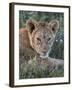 Lion (Panthera Leo) Cub, Ngorongoro Crater, Tanzania, East Africa, Africa-James Hager-Framed Photographic Print