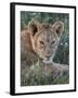 Lion (Panthera Leo) Cub, Ngorongoro Crater, Tanzania, East Africa, Africa-James Hager-Framed Photographic Print