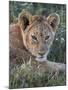 Lion (Panthera Leo) Cub, Ngorongoro Crater, Tanzania, East Africa, Africa-James Hager-Mounted Photographic Print