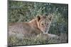 Lion (Panthera Leo) Cub, Ngorongoro Crater, Tanzania, East Africa, Africa-James Hager-Mounted Photographic Print