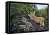 Lion (Panthera Leo) Cub on a Downed Tree Trunk in the Rain-James Hager-Framed Stretched Canvas