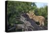 Lion (Panthera Leo) Cub on a Downed Tree Trunk in the Rain-James Hager-Stretched Canvas