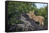 Lion (Panthera Leo) Cub on a Downed Tree Trunk in the Rain-James Hager-Framed Stretched Canvas