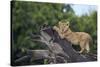 Lion (Panthera Leo) Cub on a Downed Tree Trunk in the Rain-James Hager-Stretched Canvas