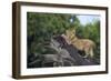 Lion (Panthera Leo) Cub on a Downed Tree Trunk in the Rain-James Hager-Framed Photographic Print