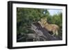 Lion (Panthera Leo) Cub on a Downed Tree Trunk in the Rain-James Hager-Framed Photographic Print