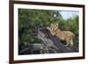 Lion (Panthera Leo) Cub on a Downed Tree Trunk in the Rain-James Hager-Framed Photographic Print