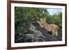 Lion (Panthera Leo) Cub on a Downed Tree Trunk in the Rain-James Hager-Framed Photographic Print