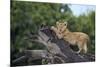 Lion (Panthera Leo) Cub on a Downed Tree Trunk in the Rain-James Hager-Mounted Photographic Print