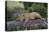 Lion (Panthera Leo) Cub on a Downed Tree Trunk in the Rain-James Hager-Stretched Canvas