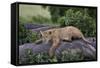 Lion (Panthera Leo) Cub on a Downed Tree Trunk in the Rain-James Hager-Framed Stretched Canvas