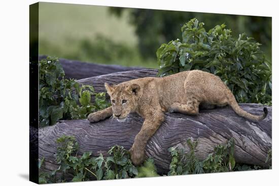 Lion (Panthera Leo) Cub on a Downed Tree Trunk in the Rain-James Hager-Stretched Canvas