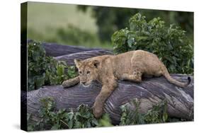 Lion (Panthera Leo) Cub on a Downed Tree Trunk in the Rain-James Hager-Stretched Canvas