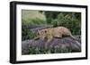 Lion (Panthera Leo) Cub on a Downed Tree Trunk in the Rain-James Hager-Framed Photographic Print