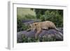 Lion (Panthera Leo) Cub on a Downed Tree Trunk in the Rain-James Hager-Framed Photographic Print