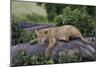 Lion (Panthera Leo) Cub on a Downed Tree Trunk in the Rain-James Hager-Mounted Photographic Print