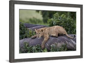 Lion (Panthera Leo) Cub on a Downed Tree Trunk in the Rain-James Hager-Framed Photographic Print