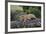 Lion (Panthera Leo) Cub on a Downed Tree Trunk in the Rain-James Hager-Framed Photographic Print