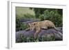 Lion (Panthera Leo) Cub on a Downed Tree Trunk in the Rain-James Hager-Framed Photographic Print