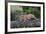 Lion (Panthera Leo) Cub on a Downed Tree Trunk in the Rain-James Hager-Framed Photographic Print