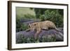 Lion (Panthera Leo) Cub on a Downed Tree Trunk in the Rain-James Hager-Framed Photographic Print