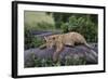 Lion (Panthera Leo) Cub on a Downed Tree Trunk in the Rain-James Hager-Framed Photographic Print