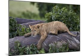 Lion (Panthera Leo) Cub on a Downed Tree Trunk in the Rain-James Hager-Mounted Photographic Print